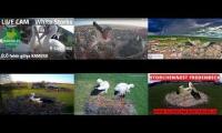 Thumbnail of Amazingearthanimalslivestream