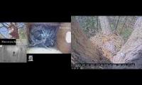 Thumbnail of Amazingearthanimalslivestream