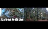 Thumbnail of Amazingearthanimalslivestream