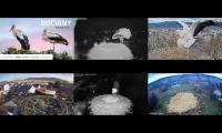 Thumbnail of Amazingearthanimalslivestream