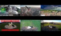 Thumbnail of Amazingearthanimalslivestream