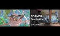 Thumbnail of Hummingbirdie Olive and other bird feeder live