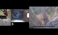 Thumbnail of Amazingearthanimalslivestream