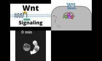Thumbnail of wnt catenin syncytin wnt catenin placenta