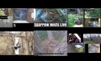 Thumbnail of Amazingearthanimalslivestream