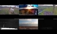 Thumbnail of Amazingearthanimalslivestream