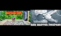 Thumbnail of Amazingearthanimalslivestream
