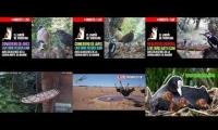 Thumbnail of Amazingearthanimalslivestream