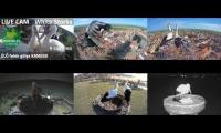 Thumbnail of Amazingearthanimalslivestream