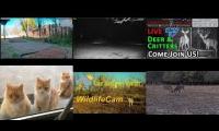 Thumbnail of Amazingearthanimalslivestream