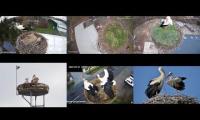 Thumbnail of Amazingearthanimalslivestream