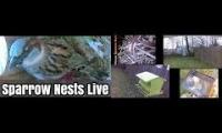 Amazingearthanimalslivestream