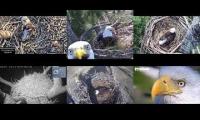 Thumbnail of Amazingearthanimalslivestream