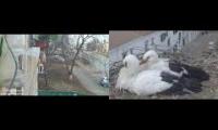 Thumbnail of Amazingearthanimalslivestream