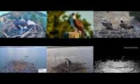 Thumbnail of Amazingearthanimalslivestream
