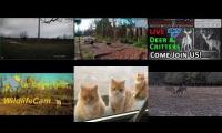 Thumbnail of Amazingearthanimalslivestream