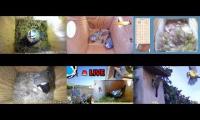 Thumbnail of Amazingearthanimalslivestream