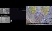 Thumbnail of Amazingearthanimalslivestream