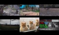 Thumbnail of Amazingearthanimalslivestream
