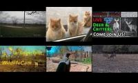 Thumbnail of Amazingearthanimalslivestream