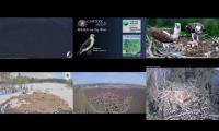 Thumbnail of Amazingearthanimalslivestream
