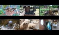 Thumbnail of Amazingearthanimalslivestream