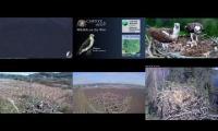 Thumbnail of Amazingearthanimalslivestream