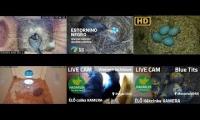 Amazingearthanimalslivestream