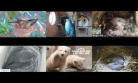 Thumbnail of Amazingearthanimalslivestream