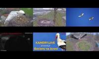 Thumbnail of Amazingearthanimalslivestream