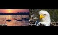 Explore Naknek River and Decorah Eagles
