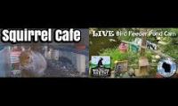 Thumbnail of Amazingearthanimalslivestream