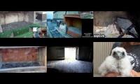Amazingearthanimalslivestream