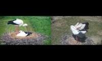 Thumbnail of Amazingearthanimalslivestream