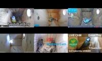 Thumbnail of Amazingearthanimalslivestream
