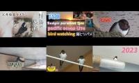 Thumbnail of Amazingearthanimalslivestream