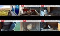 Thumbnail of Amazingearthanimalslivestream