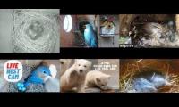 Thumbnail of Amazingearthanimalslivestream