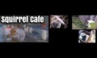 Amazingearthanimalslivestream
