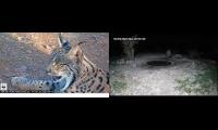 Thumbnail of Amazingearthanimalslivestream