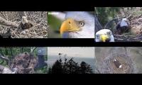 Thumbnail of Amazingearthanimalslivestream