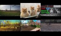 Thumbnail of Amazingearthanimalslivestream