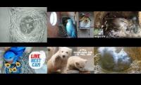 Thumbnail of Amazingearthanimalslivestream