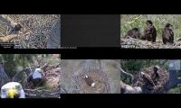 Thumbnail of Amazingearthanimalslivestream