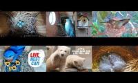 Thumbnail of Amazingearthanimalslivestream