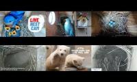 Thumbnail of Amazingearthanimalslivestream