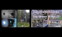 Thumbnail of Amazingearthanimalslivestream