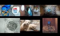 Thumbnail of Amazingearthanimalslivestream