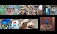 Thumbnail of Amazingearthanimalslivestream