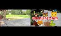 Thumbnail of Amazingearthanimalslivestream